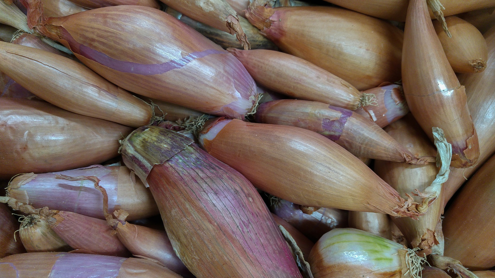 What Is the Difference Between an Onion and a Shallot?